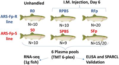 Plasma proteomic profiling of bacterial cold water disease-resistant and -susceptible rainbow trout lines and biomarker discovery